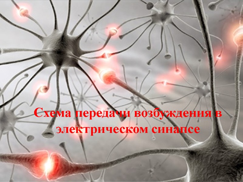 Схема передачи возбуждения в электрическом синапсе